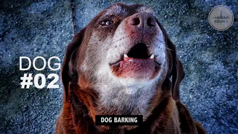 DOGS BARKING | Sound Effects [High Quality]