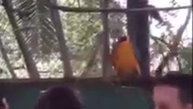 VERY CRAZY BIRDS DANCING IN THE RAVE