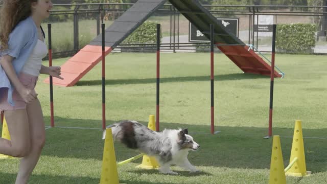 Dog training video