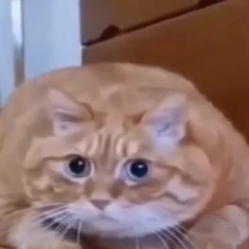 best pupps and kittens of compilation