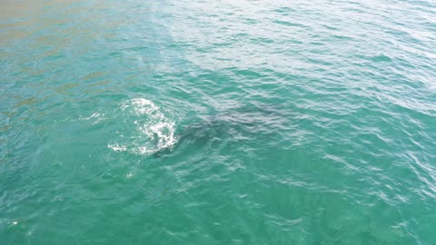 A close up view of a Southern Right Whale swimming under water,