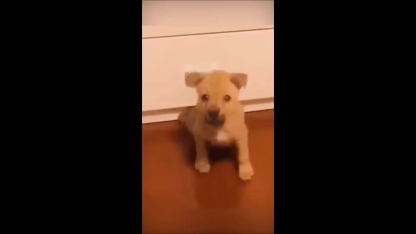 Dogs Cute.