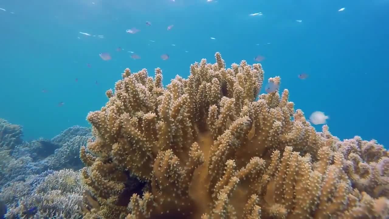#scubadiving Journey in the depths of the seas and oceans part (2)