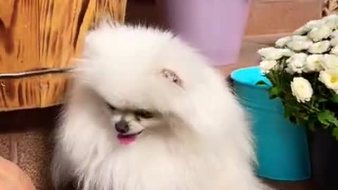 Cute Baby Dog🥰🥰 Nad Funny Dog