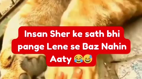 Insan Sher ke sath bhi pange Lene se Baz Nahi Aaty🦁🙎🏻‍♂️😂