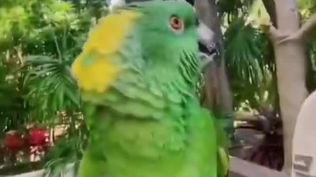 TikTok Parrot Talking Videos CUTE Birds Doing Hilarious Things Try Not To Laugh