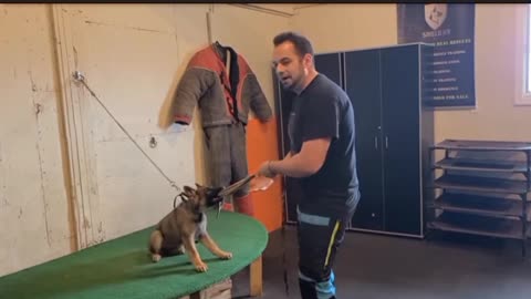 How to train your dog aggressive way