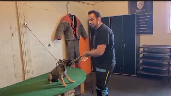 How to train your dog aggressive way