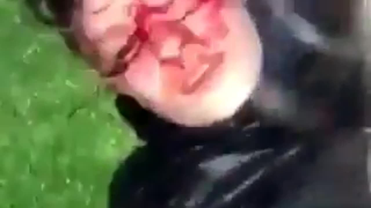 UK White Kid Beaten & Stabbed By Gang Of Illegal Aliens