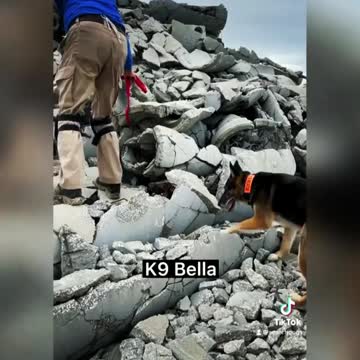 The Quirks of our K9