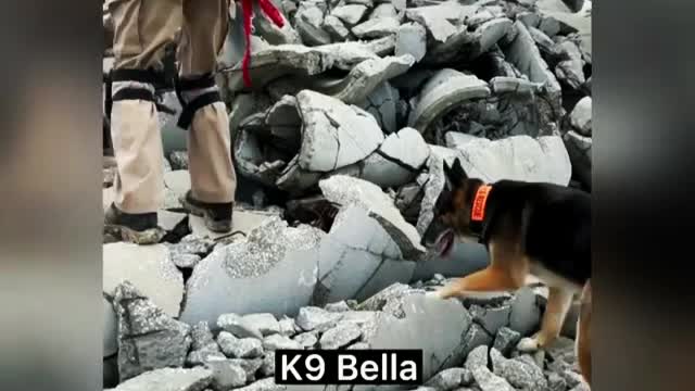 The Quirks of our K9