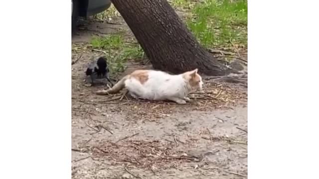 Funny cats 😹 - Don't stop laughing 🤣 - Cats in funny situations 2021