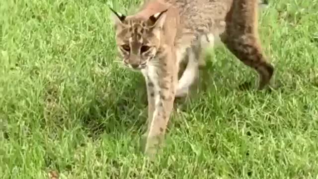 Mama Bobcat and Babies