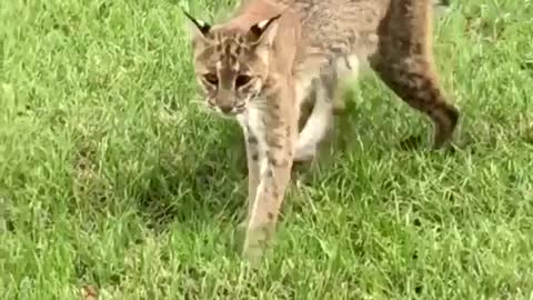 Mama Bobcat and Babies