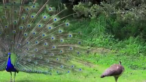 AMAZING WHITE PEACOCK DANCE •❥ BLUE WHITE PIED PEACOCK oo