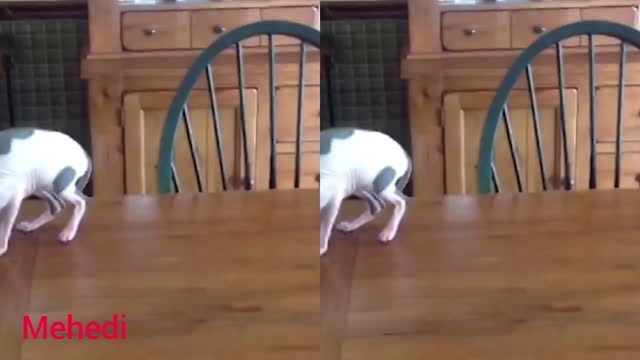 Rebellious Animals 😬😬 || Funny Dog and Cat Reaction Video #1