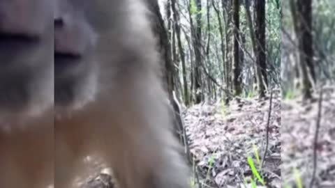 Cute and dangerous animals