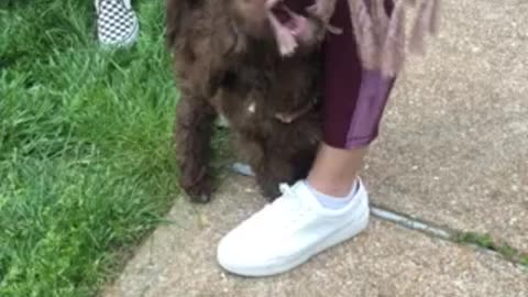 Golden Doodle Puppy Playing With Scarf