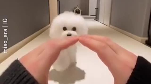 Funny puppy