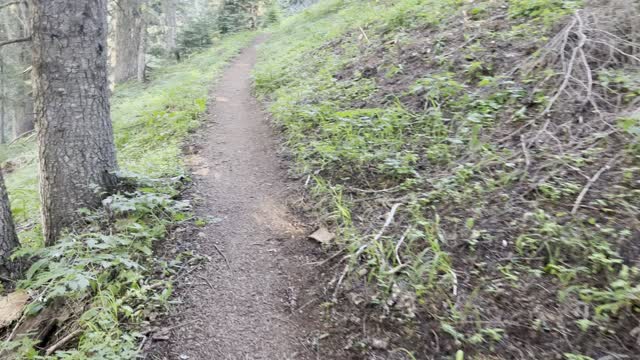 Leaving the Tree Line on Crescent Mountain Trail – Willamette National Forest – Central Oregon – 4K