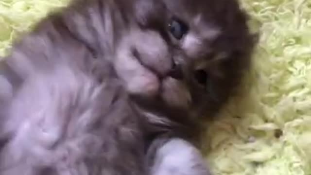 The Funniest Cat Videos on the Internet 🤣🐱