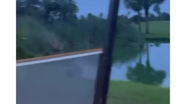It's always the small dogs that be the craziest lol 😂😂 #funny Videos