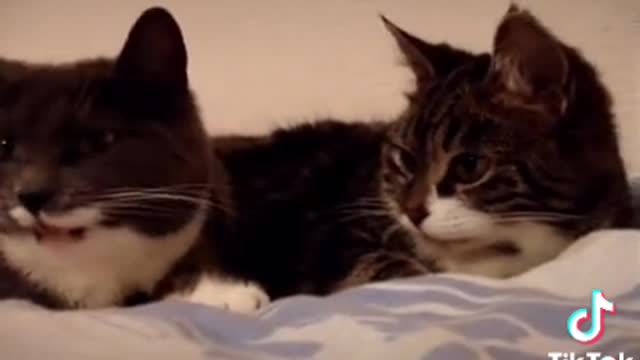 Two cats are discussing plans for the evening