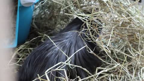 Guinea Pigs Meet For First Time!