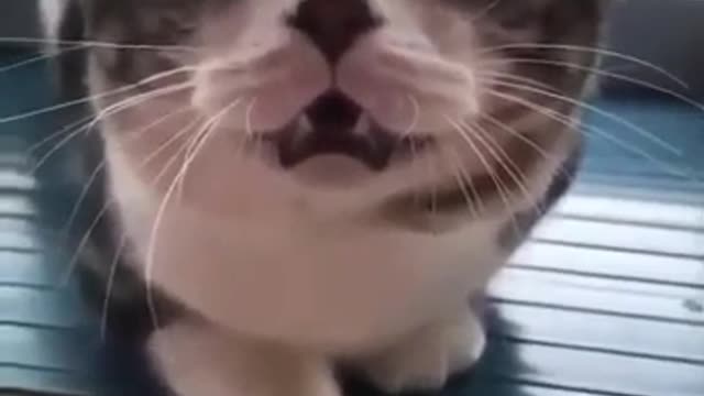 Cat funny sound | funny video | viral video