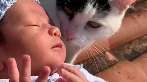 Cats and baby from rumble