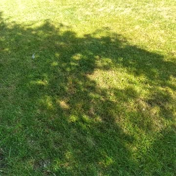 Beautiful Fescue Lawns