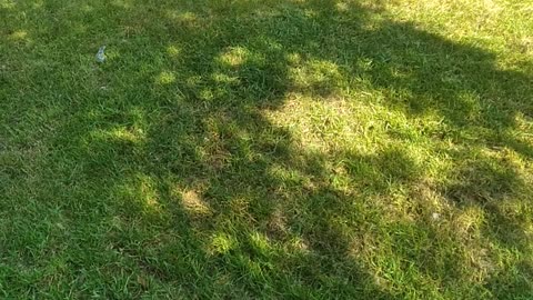 Beautiful Fescue Lawns