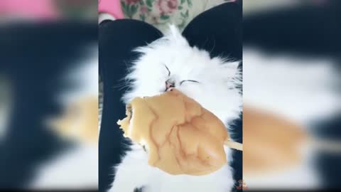 Cat Reaction to Cat Food - Funny Cat Food Reaction Compilation