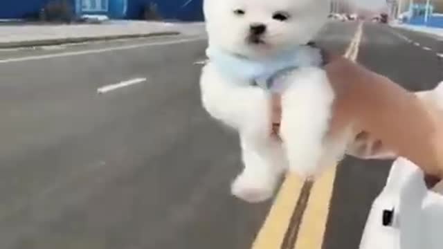 Funny dog and cute Animals Videos Compilation 2021