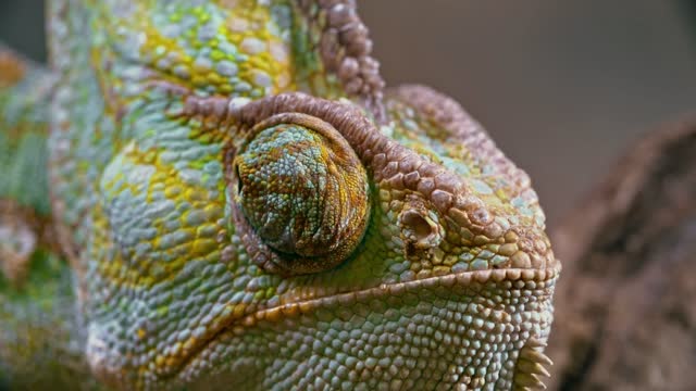 Chameleon Right Eye