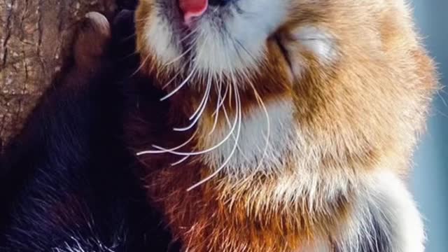 Own my pet red panda