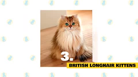 British Longhair Cats 101: Fun Facts & Myths