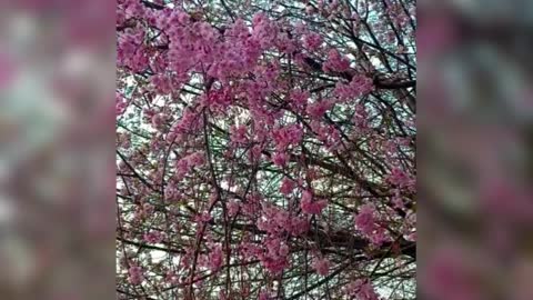 Beautiful Sakura in Japan