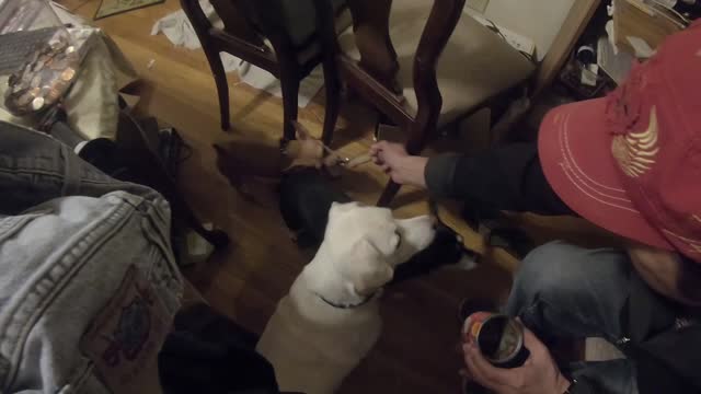 Four dogs waiting for dad to feed them food