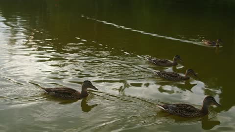 patos nadando no lago