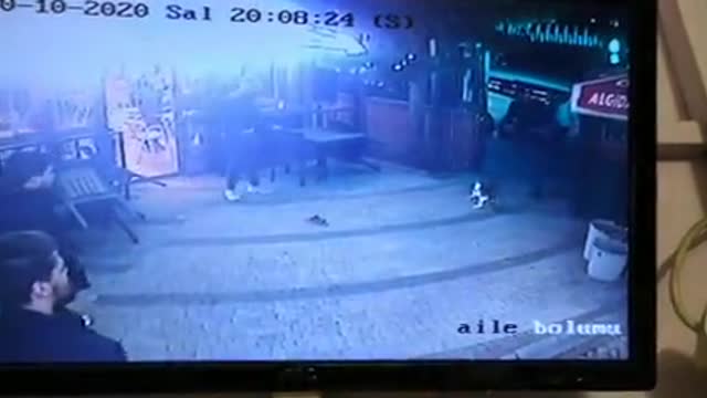 Gato quiere atacar un perro y su dueño no lo permite