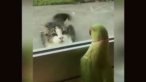 cat and bird funny video very funny moment