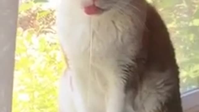 wildanimalsdoingthings - (ig sydneywoodward08) #petpov #cat #foryoupage