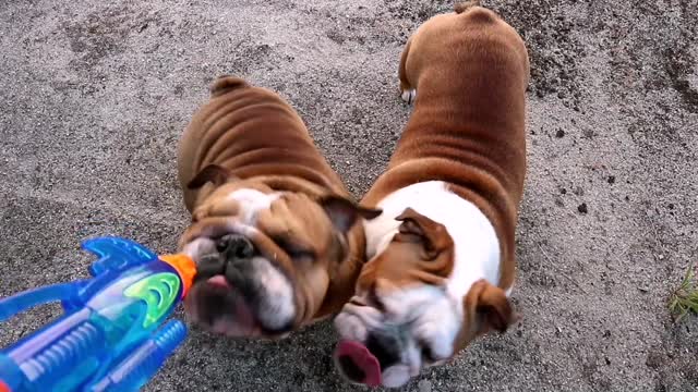 English Bulldogs Drink From A Water Gun