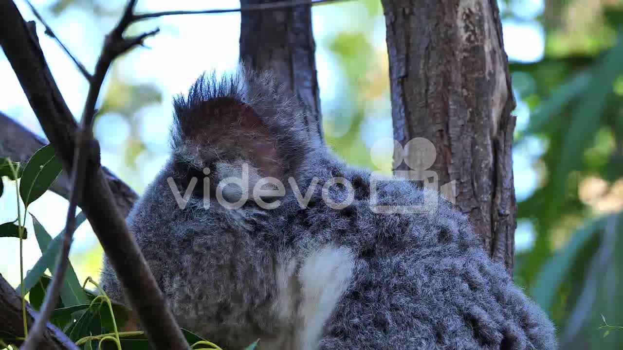 A coala in australian