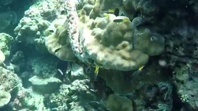 Adorable Koi Fishes Knocks Out Divers Movement