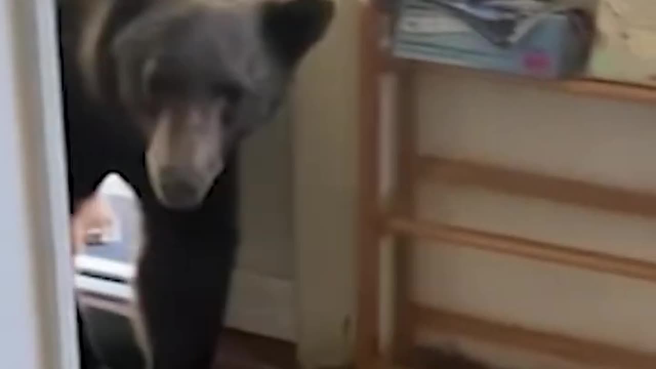 Curious bear strolls into kitchen at Sierra Madre home, stuns resident.