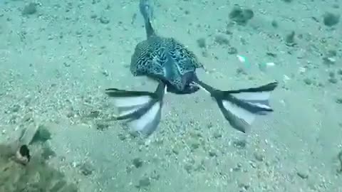 Wildlife