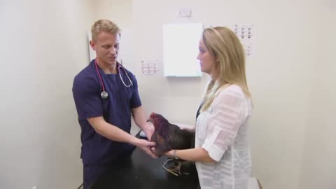 Revolting gunk remove from overflowing chicken neck 🧣 Bondi vet clips