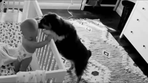 What the dog does with the baby at night